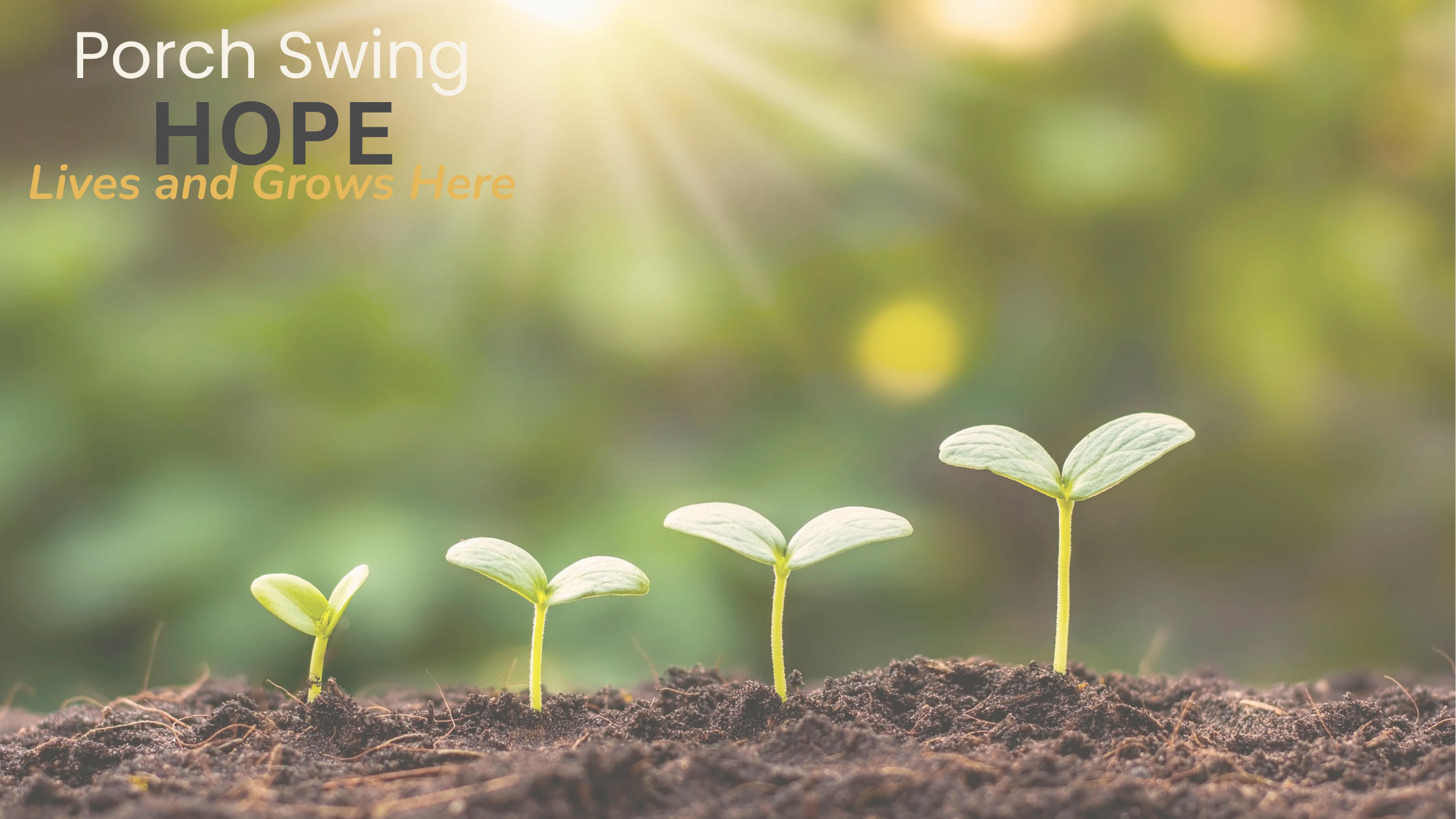 microgreen shopping, microgreen kits, microgreen seeds, how to grow microgreens, organic microgreens, organic microgreen kits, non-gmo microgreens
