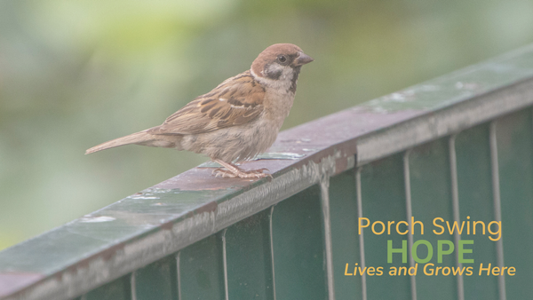 his eye is on the sparrow song, sparrow picture, hymns, old hymns, hymn meanings, hymnology, hold onto hope, hold onto faith